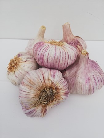 Ajo morado