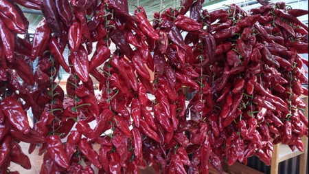 Sarta pimiento choriceros (24 unidades)