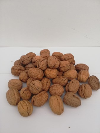 Nueces