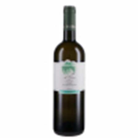 Verdicchio di Gino